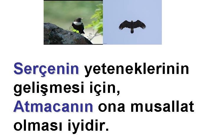 Mehmet Subaşı (@mehmetsuba11) on Twitter photo 