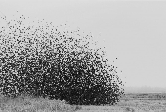 WIRED's tweet photo. How the science of swarms can help us fight cancer and predict the future https://t.co/1Faq0p0gJZ https://t.co/EmhwiKg0F0