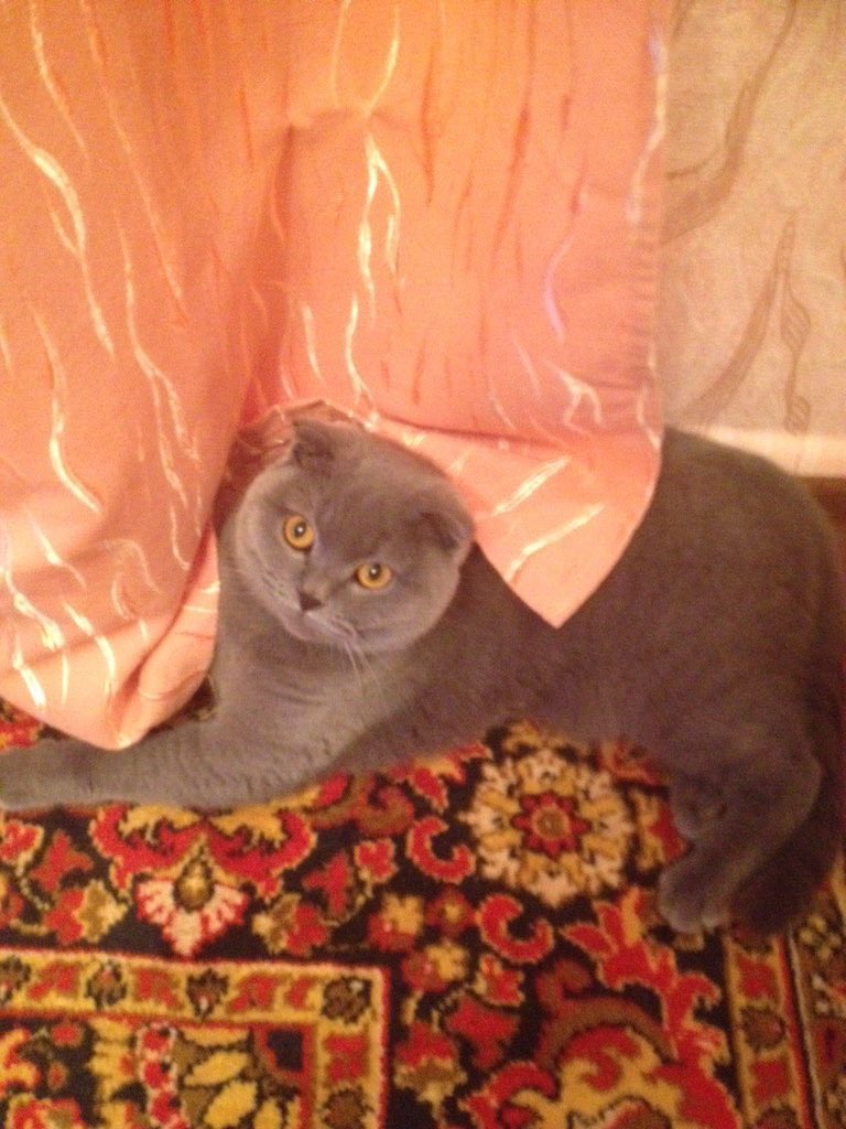 mxmillius's tweet image. 