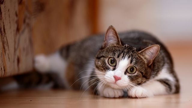 Embedded image permalink