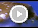glyntaylor's tweet photo. Giant Bizarre Fish https://t.co/HrK5h9vCgL #staged https://t.co/CAvjQSr5Di