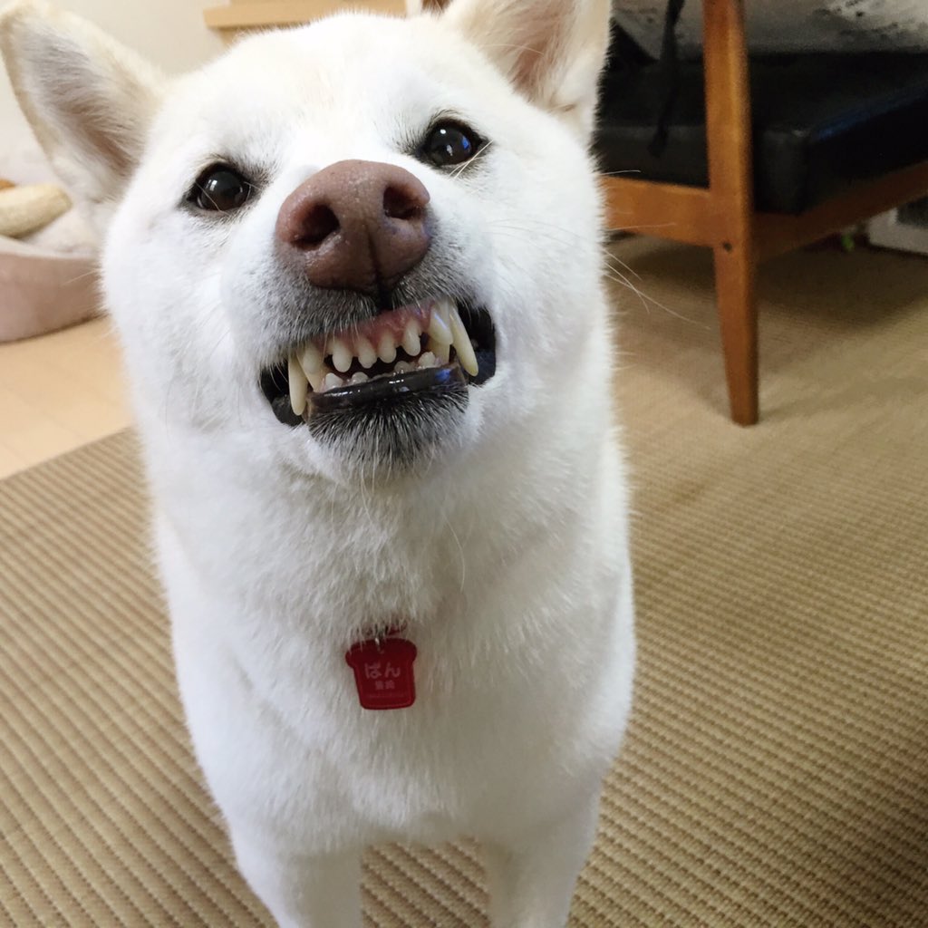 本当に感謝してる 風呂嫌いの柴犬が見せた怒りに満ちた表情 ライブドアニュース 本当に感謝してる 風呂嫌いの柴犬が見せた怒りに満ちた表情 ライブドアニュース