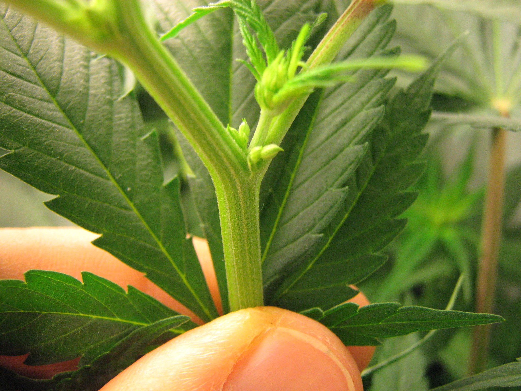 “How To Recognize Male &amp; Female #Marijuana Plants Early In Flow...