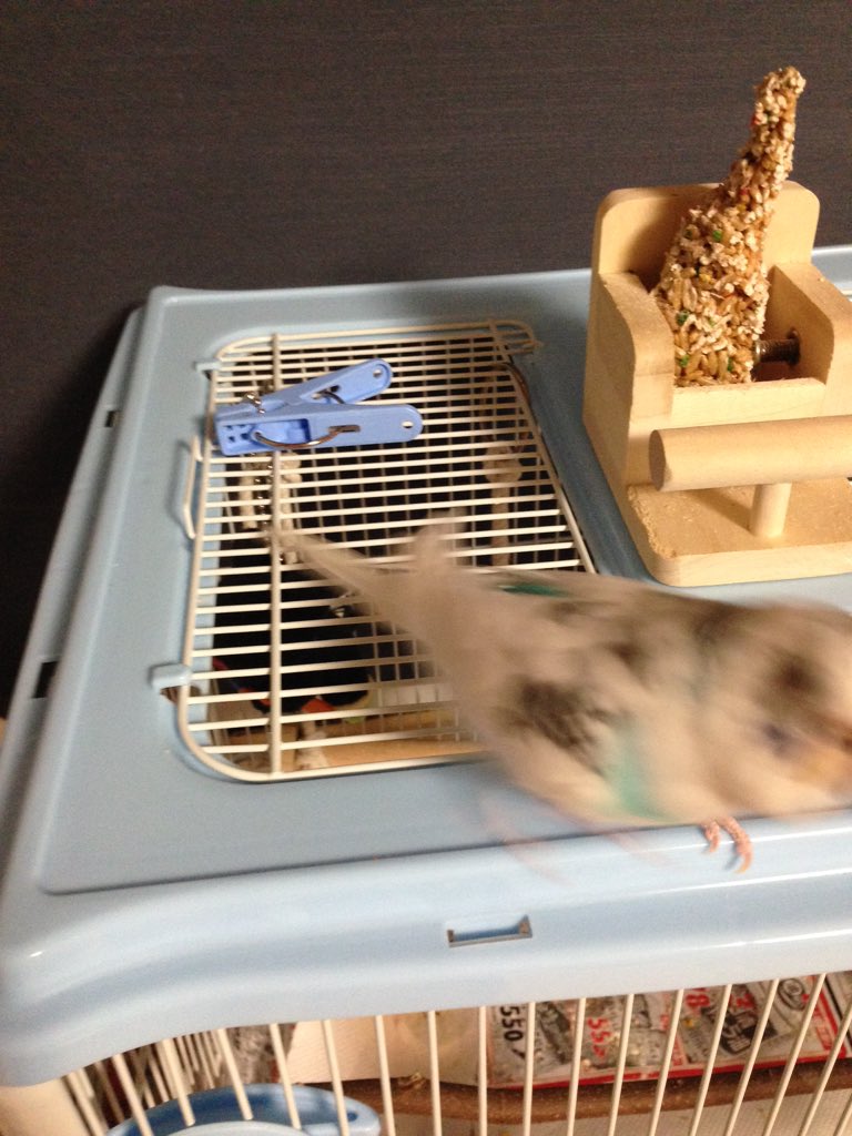 うちのとっとこ 