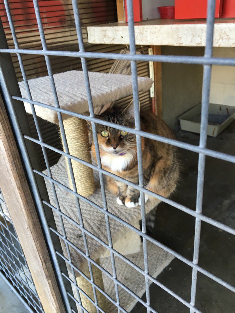 Tanglewoodcats's tweet photo. Ellie https://t.co/I83v0So7ow