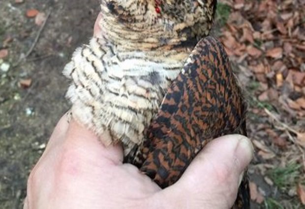 Whitstable Times tweet media