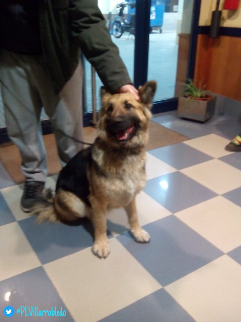 PLVillarrobledo's tweet photo. #ColaboracionOn Perrita raza pastor alemán hallada por Ctra. El Provencio. Ayúdanos a encontrar a su dueño!! https://t.co/xCkUWBXJrH