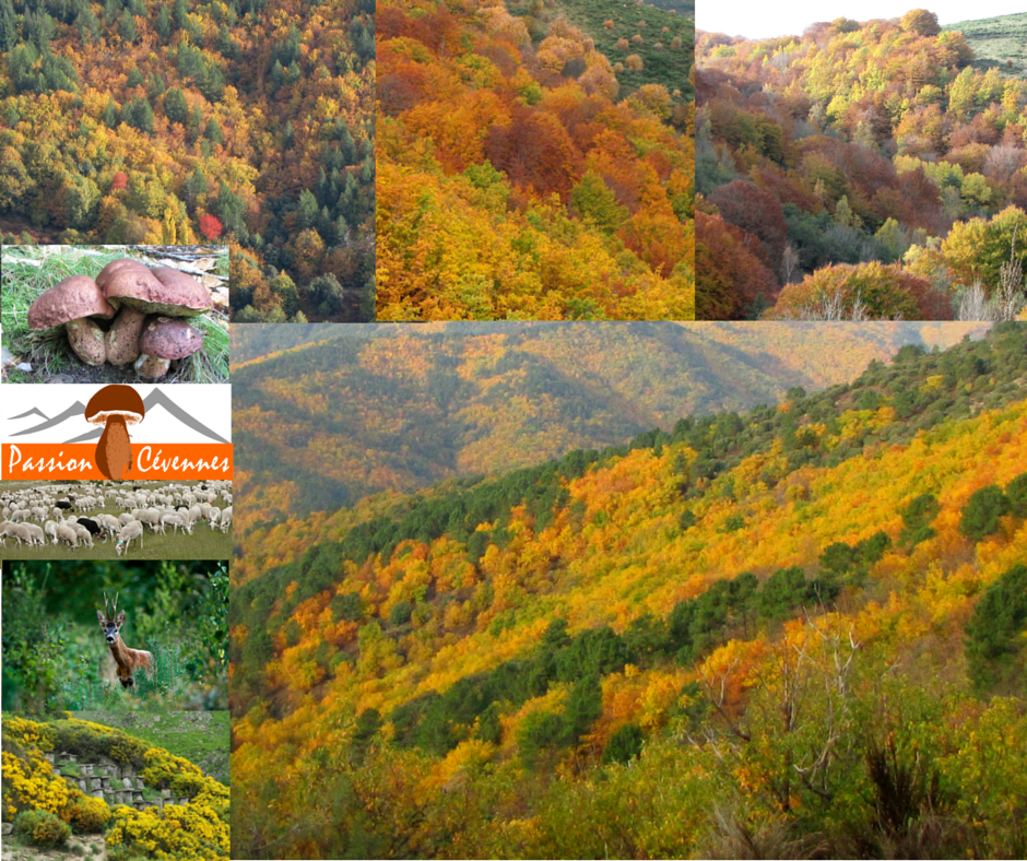 CevennesPassion's tweet photo. De grands espaces habités : Les Cévennes https://t.co/AcchYU3eou