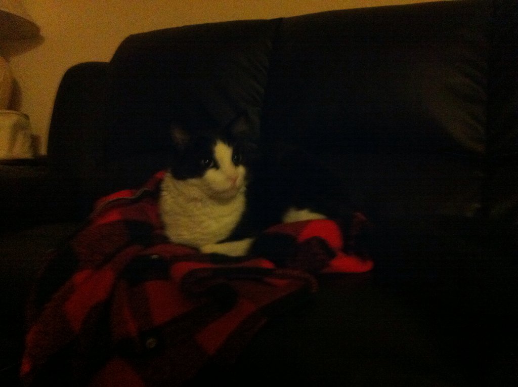 VS4O4's tweet photo. Cat sitting for a week hnnngh @Wizzturd https://t.co/nQiRaJM5iL