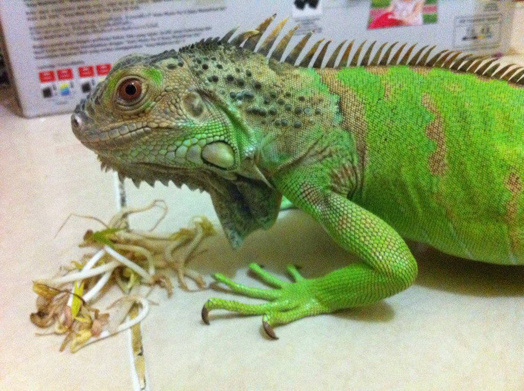 Tetap sehat yah dek Kambaco ^_*
#Kambaco #Iggy <a href="/KPI_Makassar/">Iguana Makassar</a>