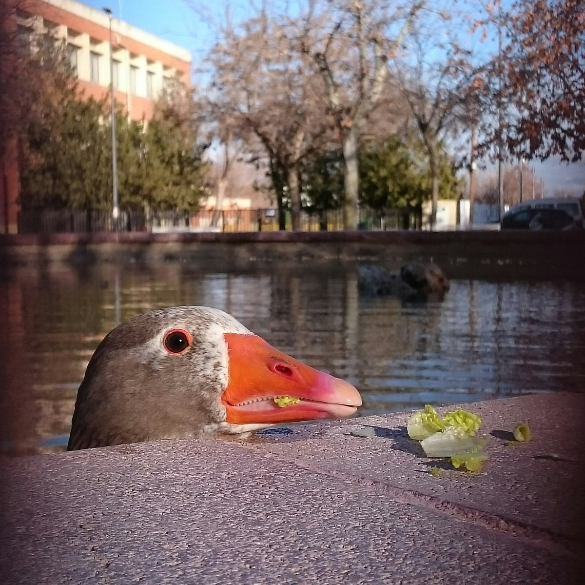 mismanosalmansa's tweet photo. 29/12/15. ¡¡¡¡Patitoooo!!!. #almansa @AlmansaCiudad https://t.co/K8C6BDVtY3
