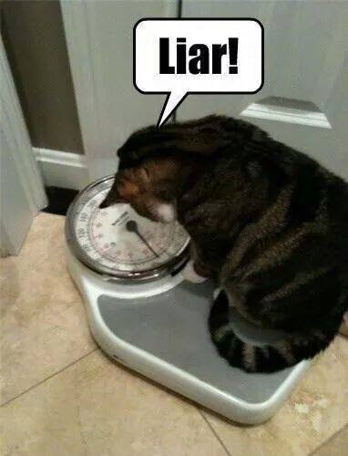 Funny Pet Photos on Twitter: 