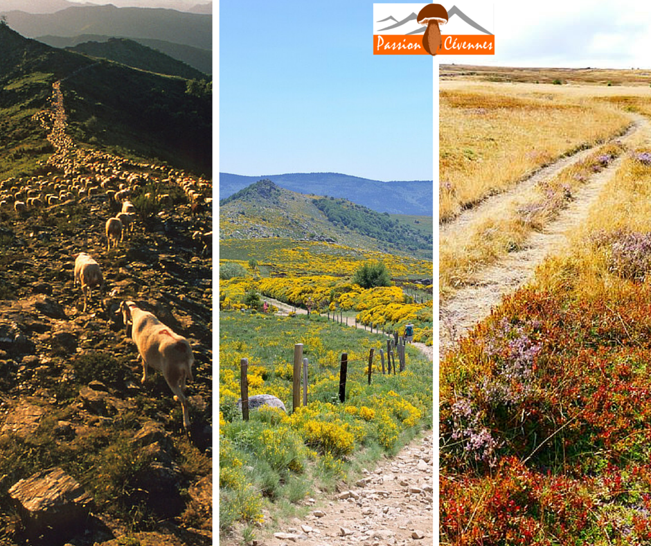 CevennesPassion's tweet photo. Chacun sa route
chacun son chemin
...............................en Cévennes https://t.co/de9xu3mmnb