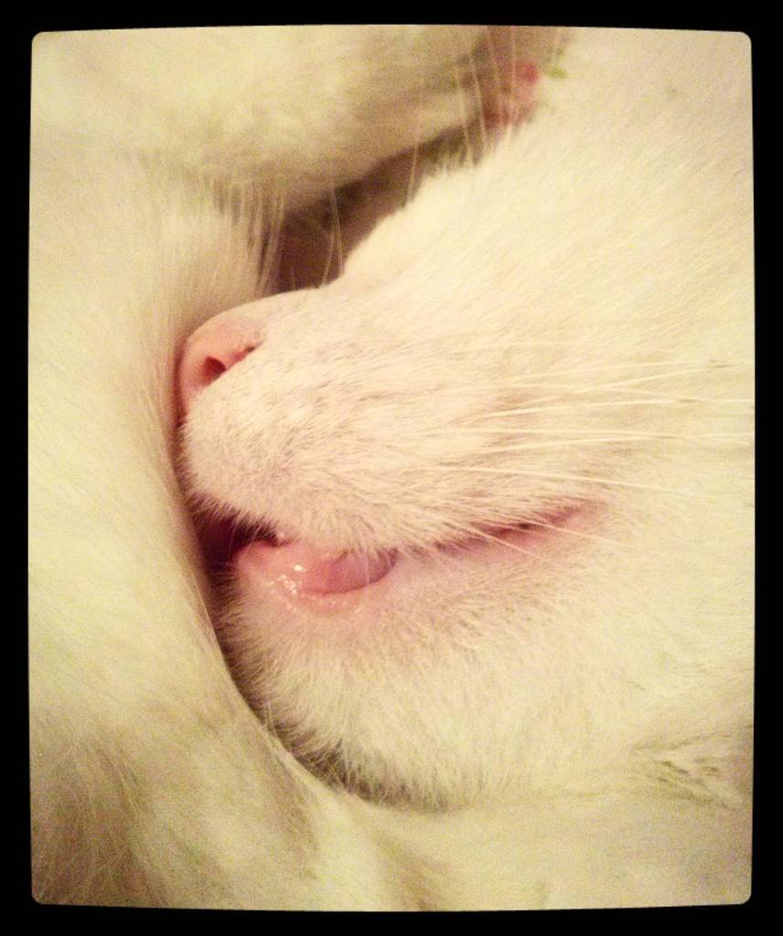 Chatchatcatcat's tweet image. Sleeping beauty
#mylove #purringmachine #instacat #pink by mdmgeorgette