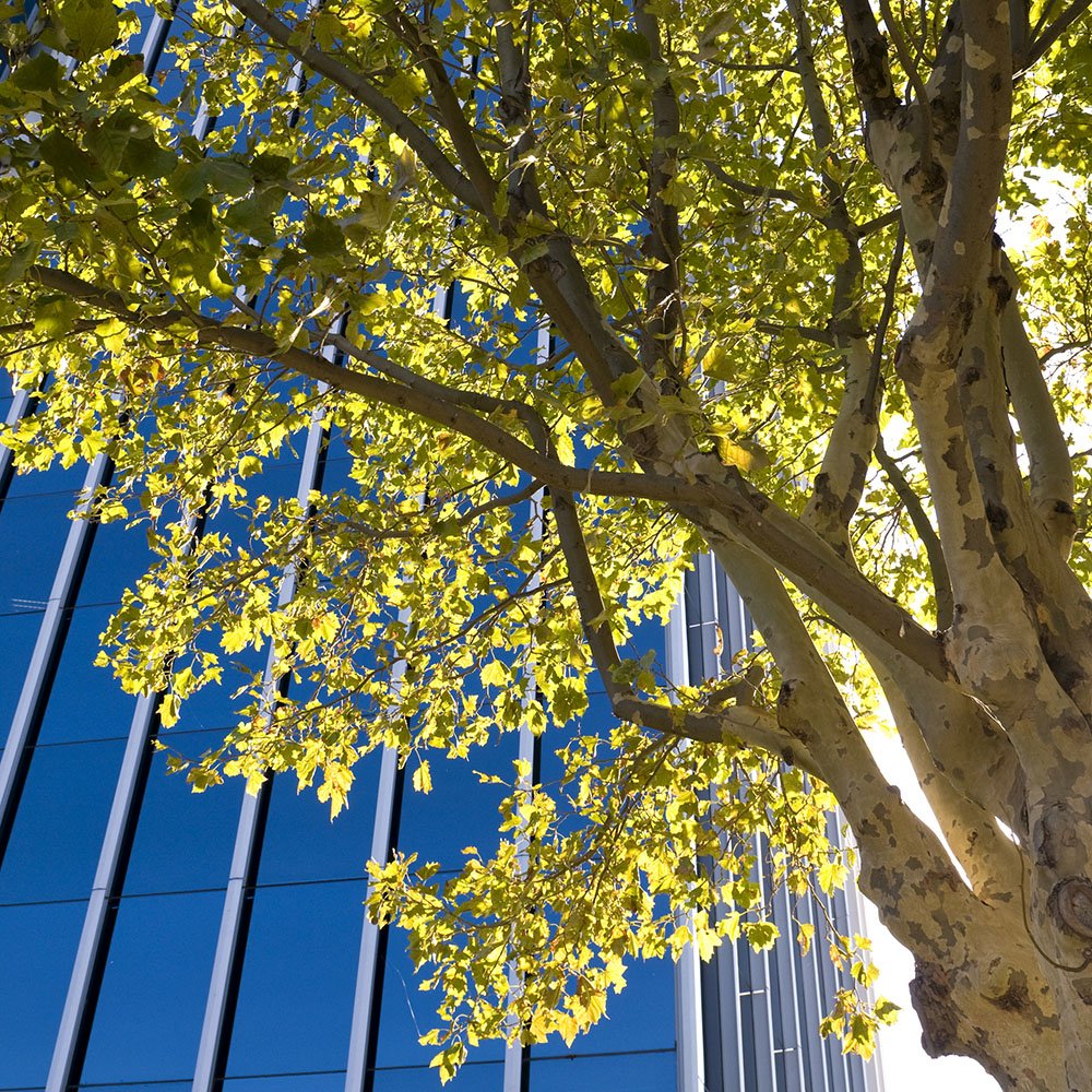 A new report from the London I-Tree Eco Project proves the value of #London’s urban #trees:prolandscapermagazine.com/groundbreaking…