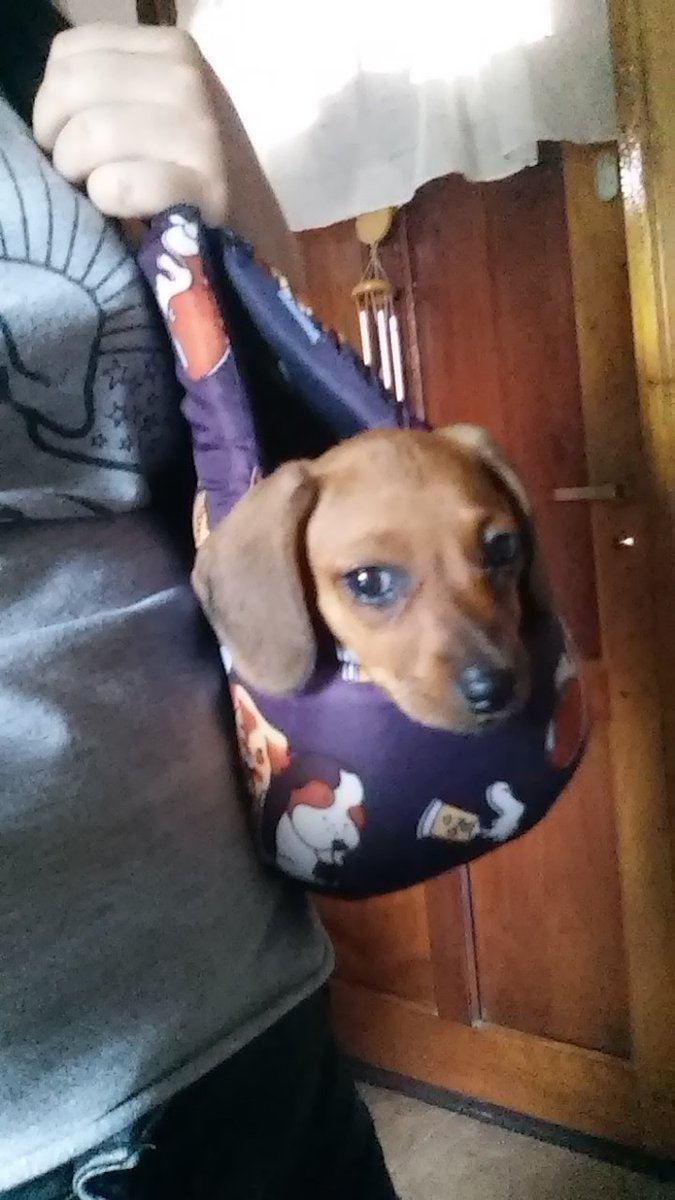 BarDeparis's tweet photo. Queres que te saquen a pasear y no podes salir pero vas igual, y vos tipo.... #Teamooli 😍 https://t.co/RmGlxdXRvf