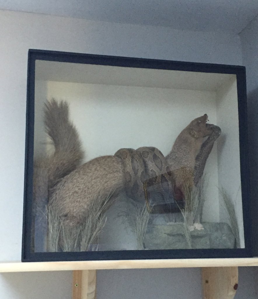becsroberts's tweet photo. @bbctms Speaking of Mongooses keeping snakes away, thought you'd like this taxidermy Mongoose fighting a cobra :-) https://t.co/Tk0PO51hWU