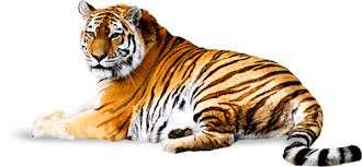 Avidvapers's tweet image. Fancy trying one of our premium juices? #todaysflavour #tigerfire ow.ly/WgcfG