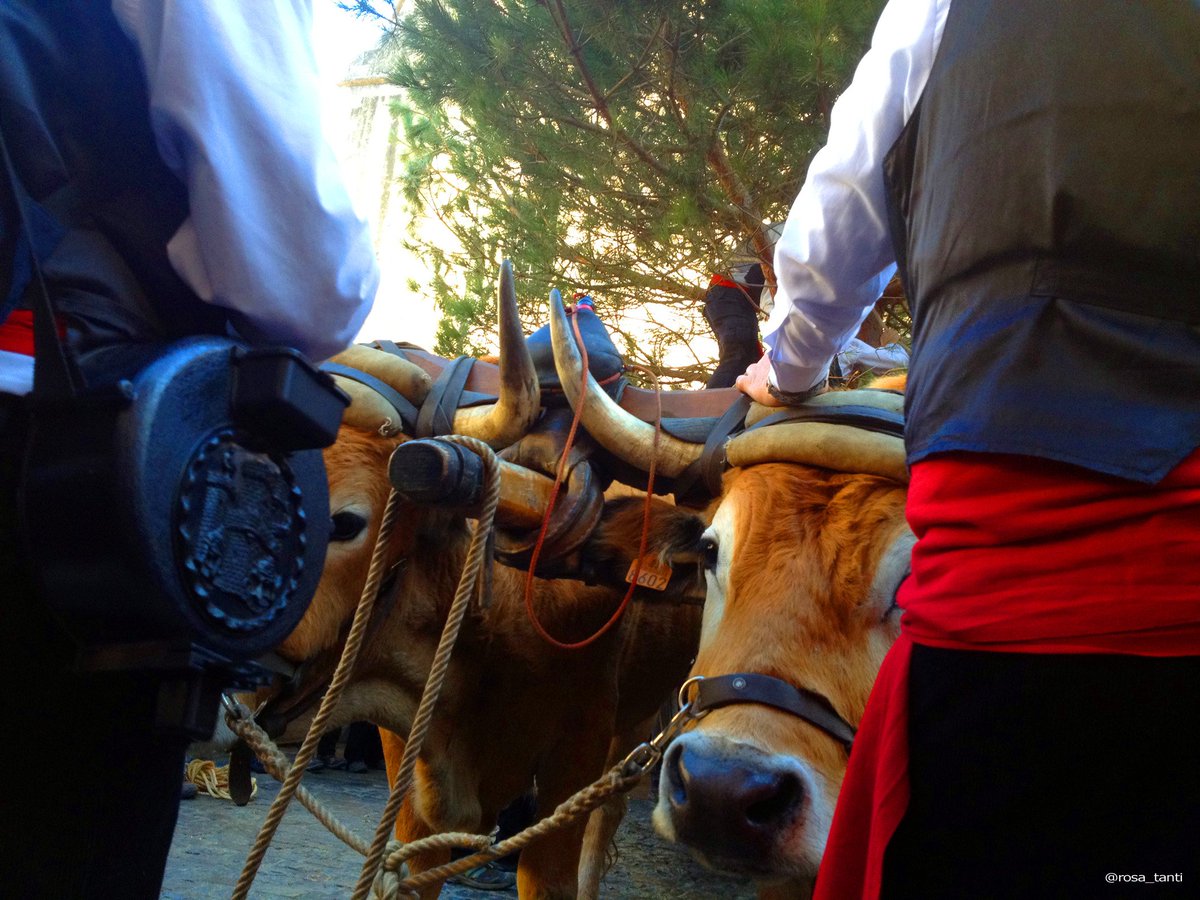 rosa_tanti's tweet photo. Demà, 30 de desembre, #Festa del Pi de #Centelles. @bcnmoltmes @OsonaTurisme @el9nou @RevistaOsona @gerenciafihr https://t.co/T78Xto8g1o