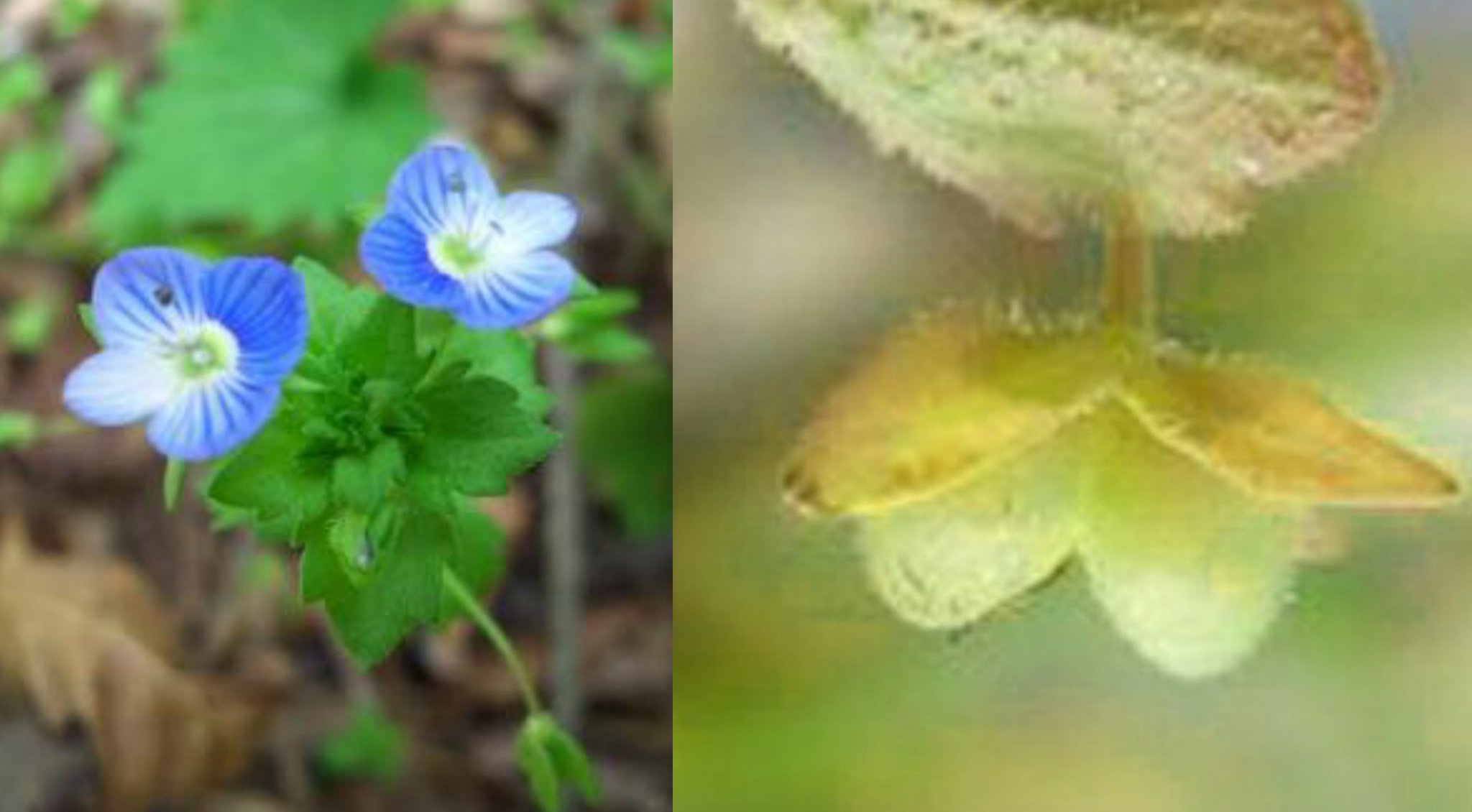 Marie あのね おおいぬのふぐりの ふぐりとはキンタマのことで 犬のキンタマって名前の花だぞ 実がキンタマそっくりだろ て小学校の時の担任に教えてもらって以来 チンコみたいな花って言ったらおおいぬのふぐりしか出でこないんだよお母さんは