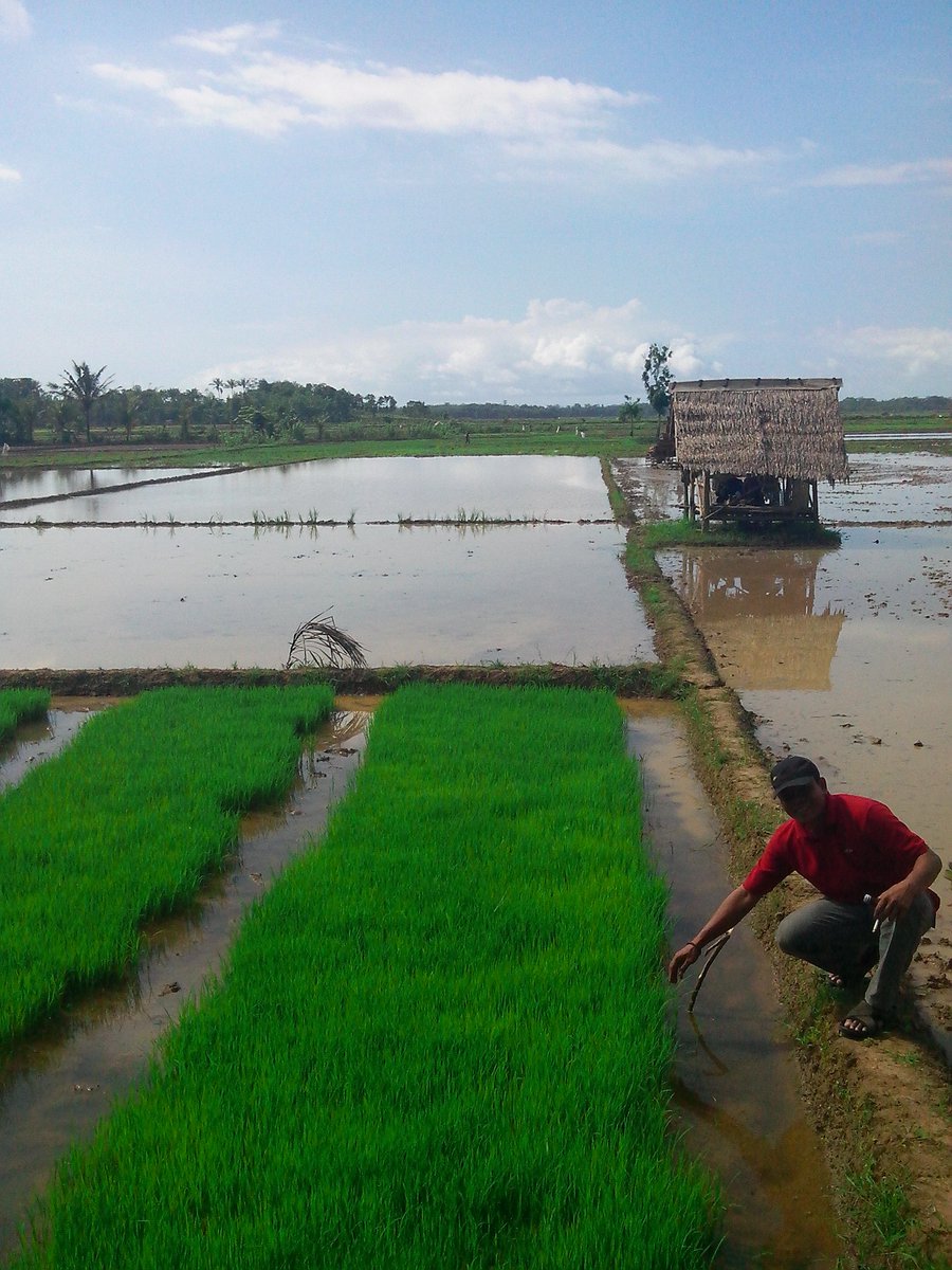 gantijateng's tweet photo. Pengolahan Lahan Sawah Pertanian Organik tahap II. *Semagat buat Keluarga Besar Paguyuban Petani Organi Malingping https://t.co/26K4R7sX1o