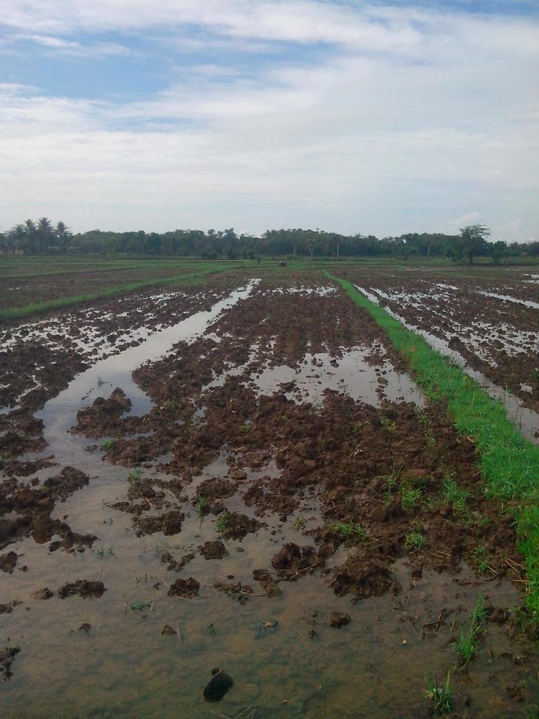 gantijateng's tweet photo. Persiapan penanaman Padi Organik Serentak brsama Paguyuban petani Organik mnggunakan Pupuk Bio Farm telah siap 80% https://t.co/5YPBY1Z9HK