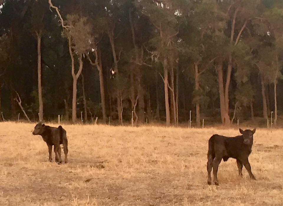 farmgrrrl82's tweet photo. My 1st ever set of twins (both bulls) #farmlife #agchatoz #murraygreys #farm365 https://t.co/7cADarlegC