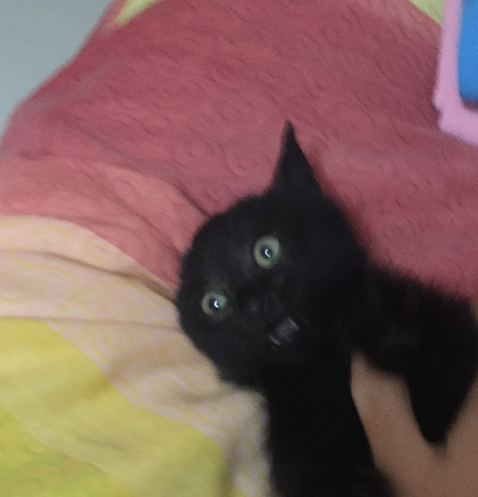 PinaRaimo's tweet photo. @michele_bravi persino il mio gatto alieno è stupito!😂😂😂 #MicheleBraviTour https://t.co/KzzV3SRs93