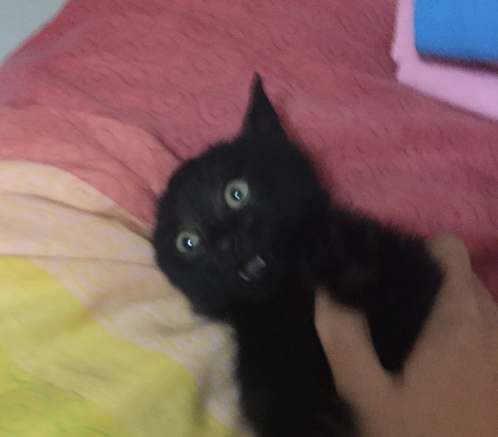 PinaRaimo's tweet photo. @michele_bravi persino il mio gatto non ci può credere, renditene conto!😂😂😂 #MicheleBraviTour https://t.co/XDLPleWoRN