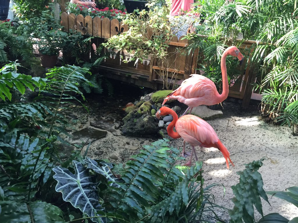 pla_baldax's tweet photo. A funny story of broken sandal and butterflies + flamingos in my #KeyWestExperience https://t.co/aJPrPbt7c5