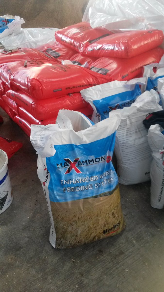 Fergie6480's tweet photo. Maxammon treating wheat today. #teamdairy #bufferfeed #feedthecows https://t.co/m5ClTRpIb9