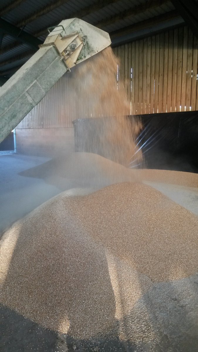 Fergie6480's tweet photo. Maxammon treating wheat today. #teamdairy #bufferfeed #feedthecows https://t.co/m5ClTRpIb9