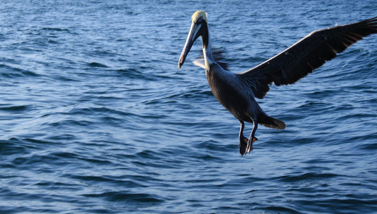 Ana Dreads tweet media