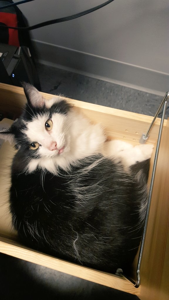 the_westendvet's tweet photo. Who can work with a kitty in their desk?! #wallysworld #thewestendvet #deskkitty #weawc #vetlife https://t.co/7I7NGFZGrg