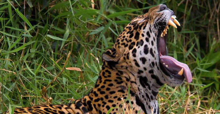 natgeobrasil's tweet photo. Turismo de narrativa pode ser o caminho para a preservação do Pantanal. Saiba mais https://t.co/fmf3OC7bl1 https://t.co/9flSJUJ2a6
