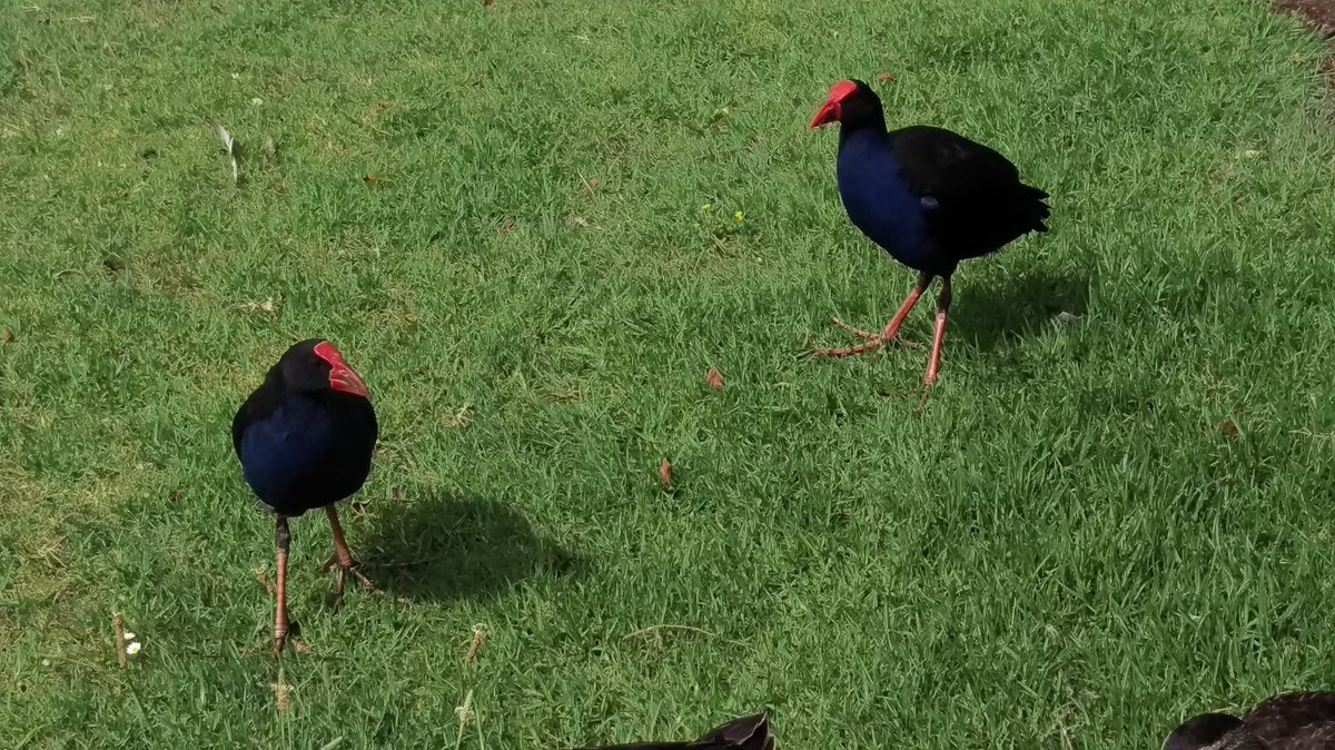 NbSweetfeet's tweet photo. #NationalBirdDay needs a pukeko or two https://t.co/7UwHQE0Nbg
