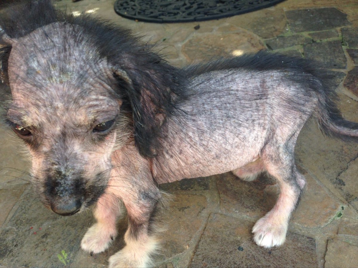 Bebe resgatado! Pele osso e sarna! Toda ajuda pra medicação ou ração será bem-vinda!