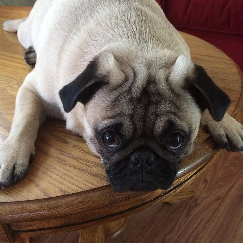 Puglee_Pug's tweet photo. It's too cold to play outside for very long! #pugsofinstagram #pugs #puglife #pugpuppy #pugstagram #puglove #pugoft… https://t.co/XPYoydv6Ug