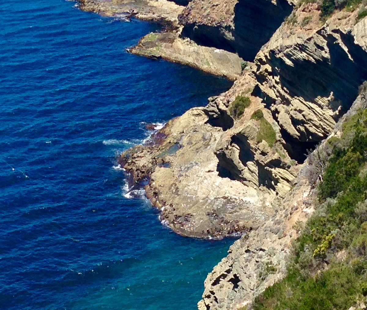 ActiveInParks's tweet photo. Spot the seals! #CapeBridgewater #sealcolony #barkingmad #abitfishy #beachlife @ParksVictoria @peopleparks https://t.co/tGLY8n3baS
