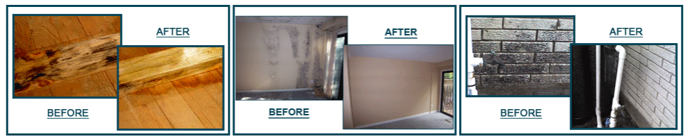 xtractca's tweet image. #moldremoval services in #antelopevalley be bold against mold! Its toxic to health and structures. 661-579-0495