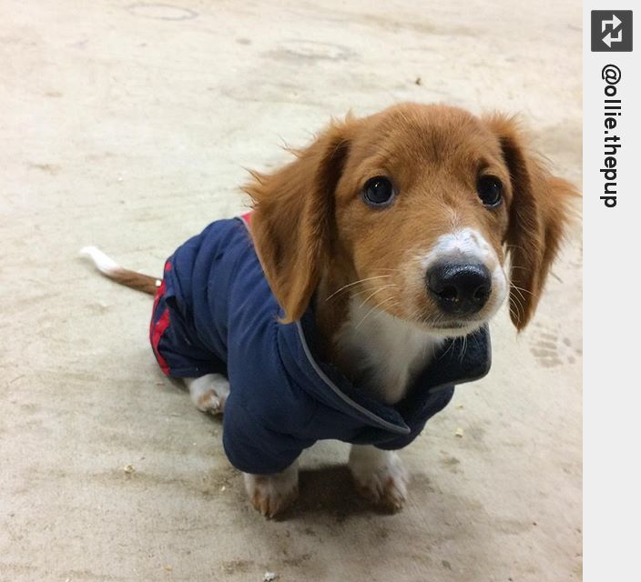 dachshund snowsuit