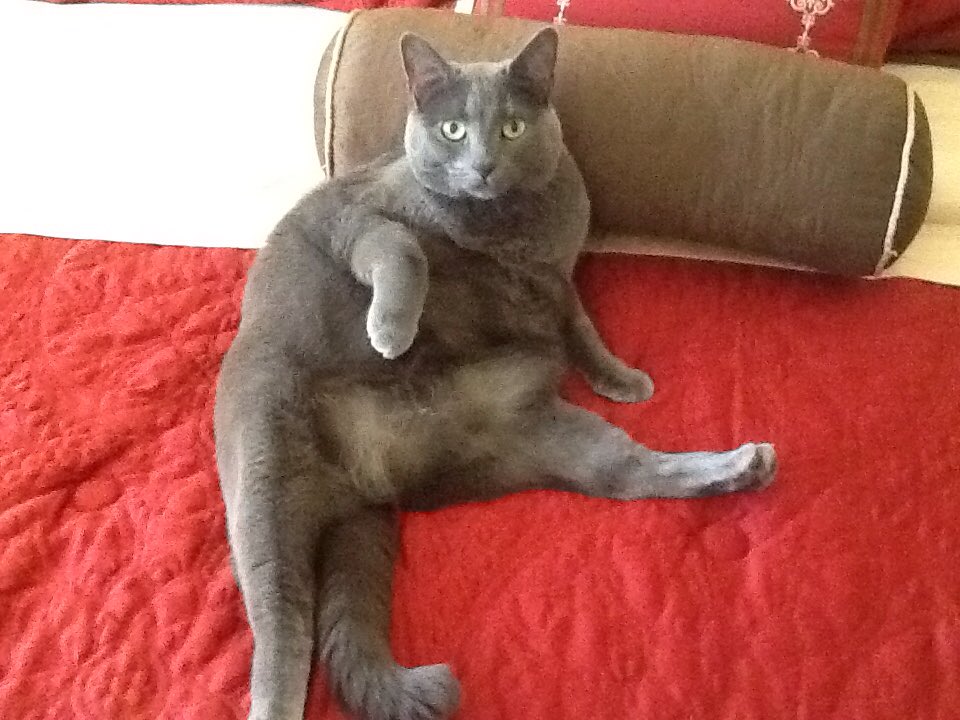 marylovesty's tweet image. @EmiForLove @bestfriends @Roscoe1679 @graniceb1 yes we need to win $$$$ and  take care of them like this baby Luna