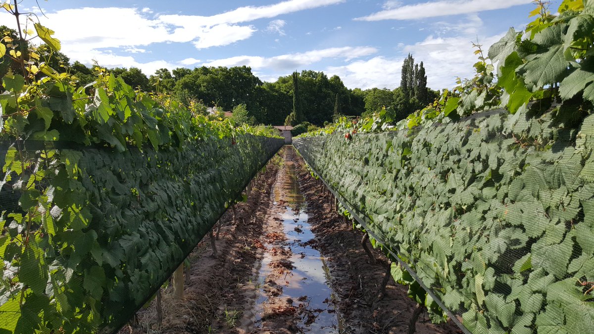EntreveroW's tweet image. Viñedos de #Lunlunta luego de la #Tormenta
#Entrevero #GreenBlend