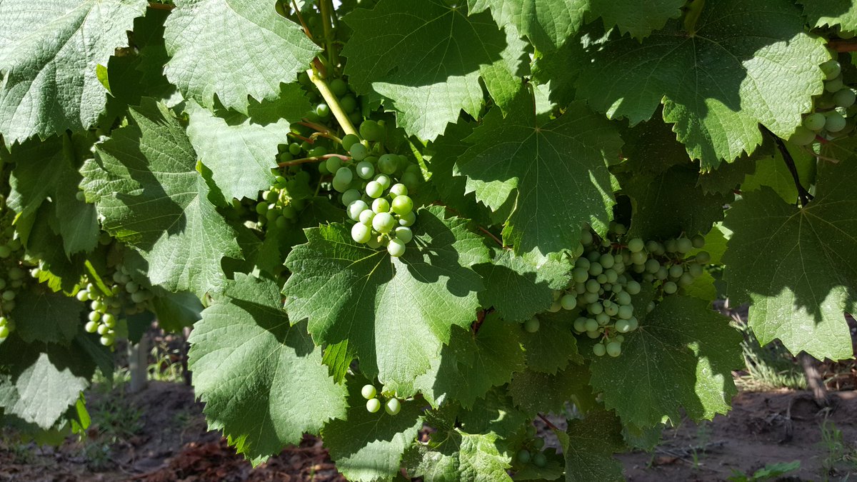 EntreveroW's tweet image. Viñedos de #Lunlunta luego de la #Tormenta
#Entrevero #GreenBlend