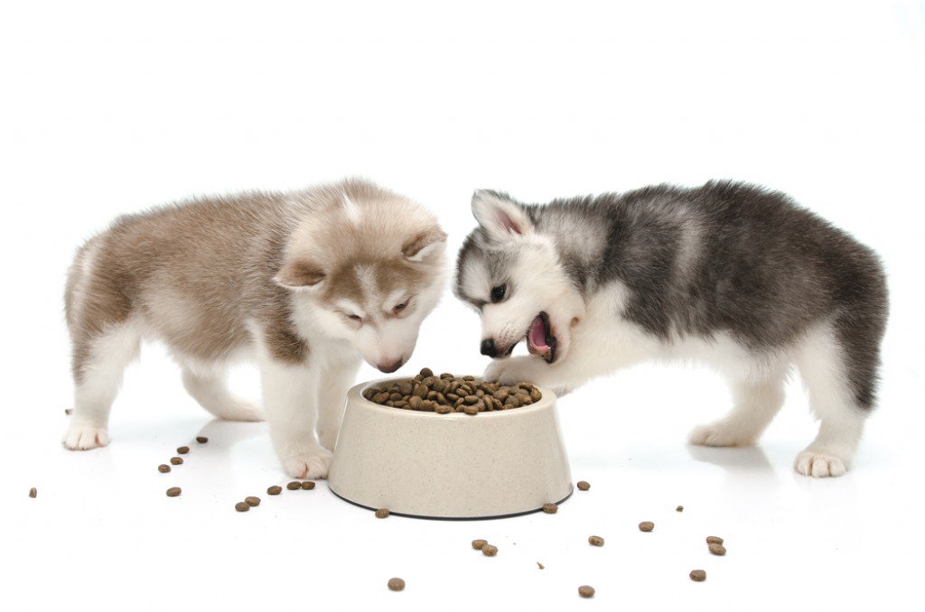 DogManuals's tweet photo. The Top 10 #Healthiest ... #Best #DogFood #Organic #PuppyFood Read Here: https://t.co/DX4HepgLTI https://t.co/4YTXuVYpq8