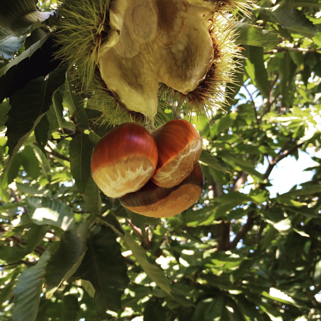 TreebornInc's tweet photo. Chestnuts are gluten free and low in oil and fat, making them a great addition to any beer recipe. https://t.co/Q307GyBpBr