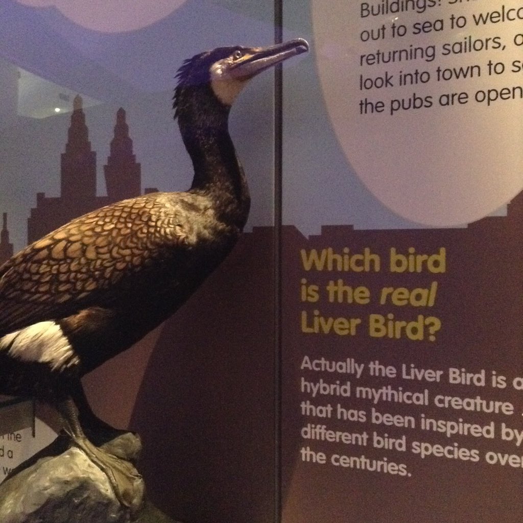 HerbariumDonna's tweet photo. The cormorant - inspiration for the #LiverBird ? on display @MuseumLiverpool #NationalBirdDay #Taxidermytuesday https://t.co/ze6ytXtazw
