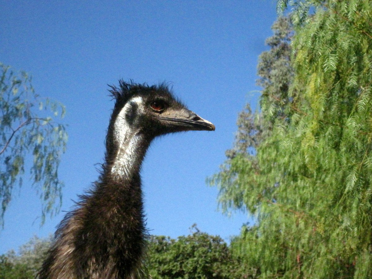 Lastchanceforanimals On Twitter Earl The Emu Is Celebrating