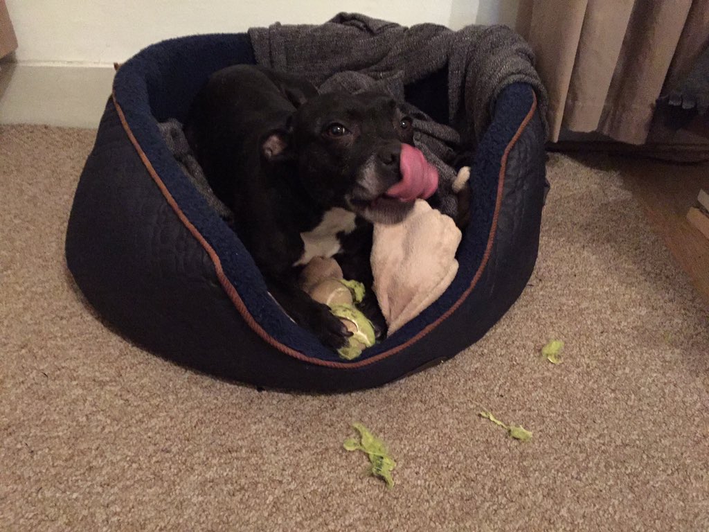 mollydogwindow1's tweet photo. The January detox was going so well! 😰🎾🎾🎾 #doglovers #dogsoftwitter #DryJanuary #januarydetox #ToMuchToSoon https://t.co/wvssypTQ6l