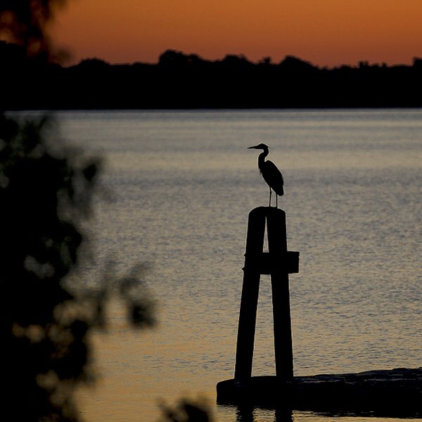 HWSColleges's tweet photo. A Heron overlooks Seneca Lake. #NationalBirdDay #HeronsFlyTogether https://t.co/omKuXnIb8R